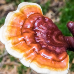 Reishi grybai: ilga istorija tradicinėje medicinoje