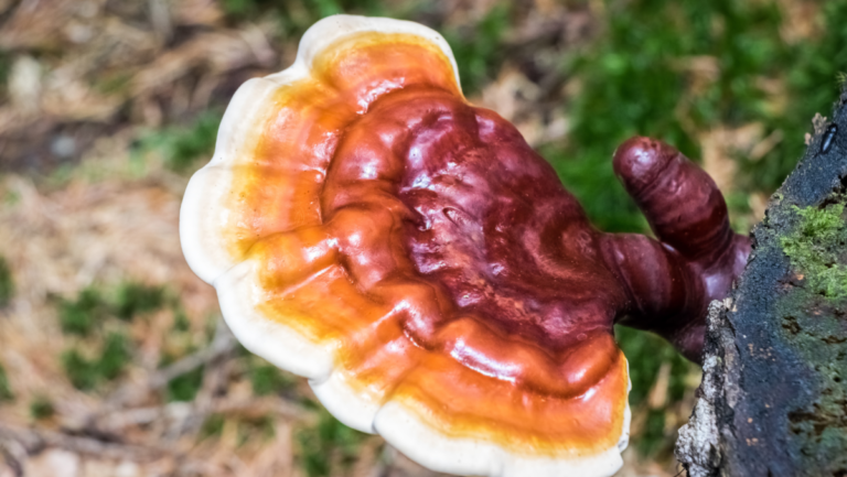 Reishi grybai: ilga istorija tradicinėje medicinoje